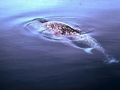 Narwhal
