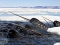 Narwhal