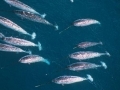 Narwhal