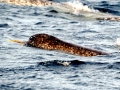 Narwhal