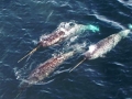 Narwhal
