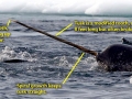 Narwhal