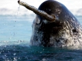 Narwhal