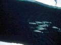 Narwhal