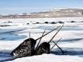 Narwhal