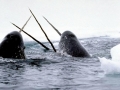 Narwhal