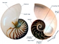 Chambered Nautilus