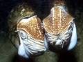 Chambered Nautilus