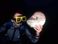 Chambered Nautilus