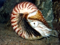 Chambered Nautilus