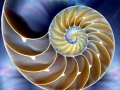 Chambered Nautilus