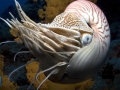 Chambered Nautilus