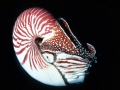 Chambered Nautilus