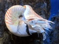 Chambered Nautilus