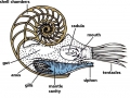 Chambered Nautilus