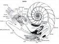 Chambered Nautilus