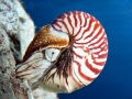 Chambered Nautilus