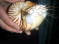 Chambered Nautilus