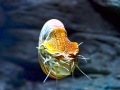 Chambered Nautilus