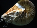 Chambered Nautilus