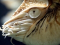 Chambered Nautilus