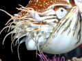 Chambered Nautilus