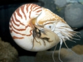 Chambered Nautilus