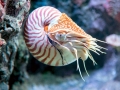 Chambered Nautilus