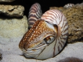 Chambered Nautilus
