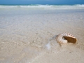Chambered Nautilus
