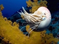 Chambered Nautilus