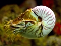 Chambered Nautilus