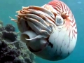 Chambered Nautilus