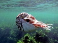 Chambered Nautilus