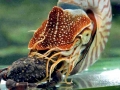 Chambered Nautilus
