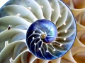 Chambered Nautilus