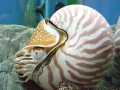 Chambered Nautilus
