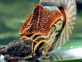 Chambered Nautilus