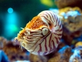 Chambered Nautilus