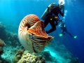 Chambered Nautilus