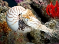 Chambered Nautilus