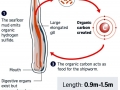 Naval Shipworm