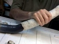 Naval Shipworm