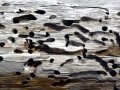 Naval Shipworm