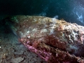 Naval Shipworm