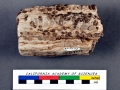 Naval Shipworm