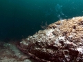 Naval Shipworm