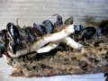Naval Shipworm