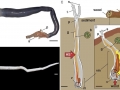 Naval Shipworm