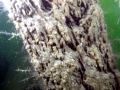 Naval Shipworm